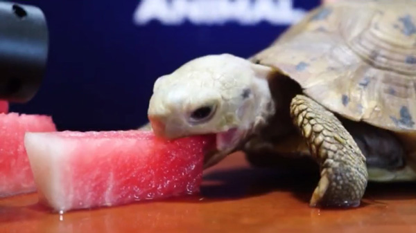 Can You Feed Watermelon To Baby Turtles