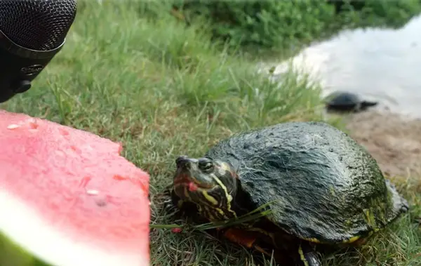 Can You Feed Watermelon To Your Pet Turtles