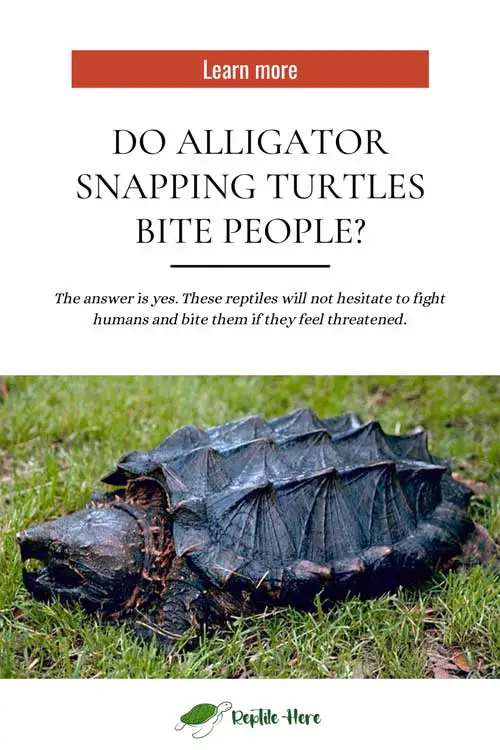Do Alligator Snapping Turtles Bite People