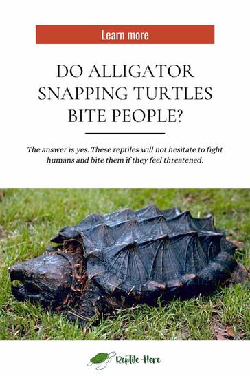 will a snapping turtle attack a dog