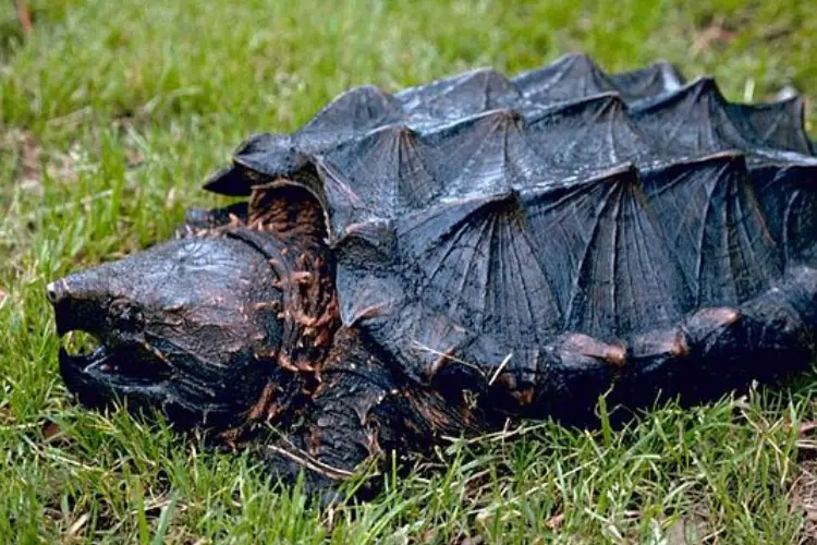 Do Alligator Snapping Turtles Bite People? Is It Deadly?