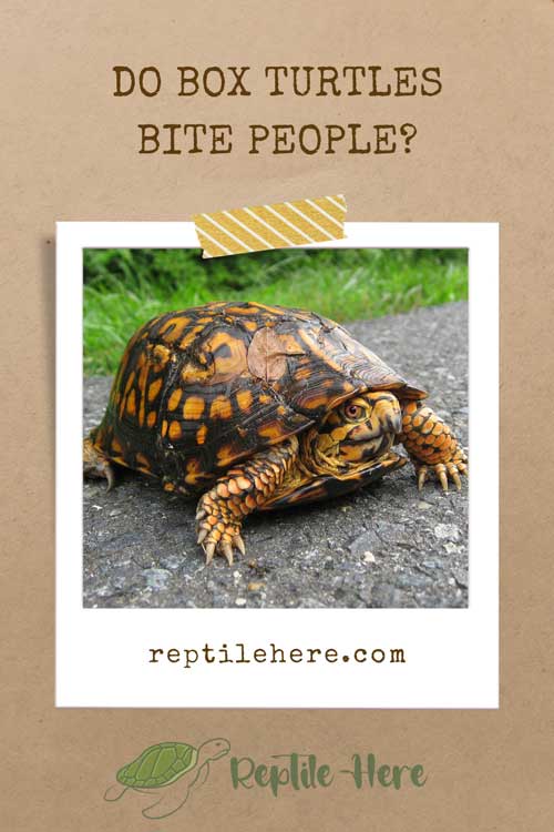 Do Box Turtles Bite People