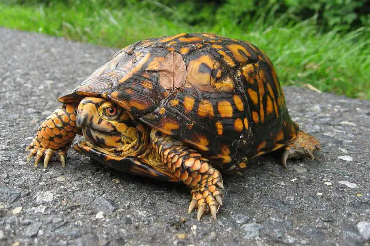 Do Box Turtles Bite People? You’d Be Surprised!