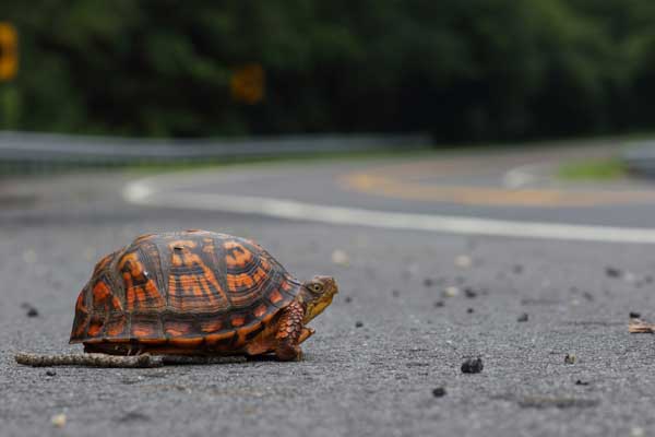 Do Common Box Turtles Bite