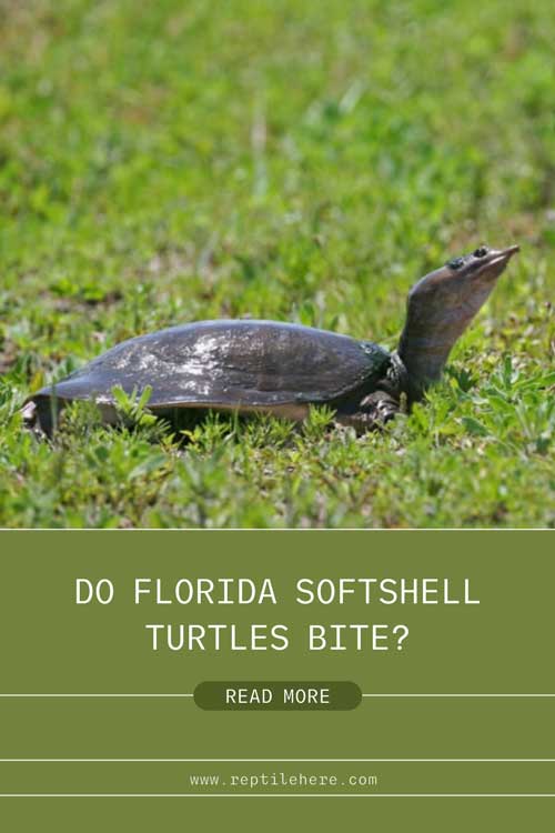 Do Florida Softshell Turtles Bite