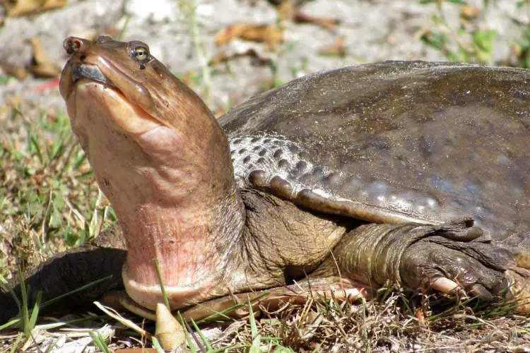 Do Florida Softshell Turtles Bite