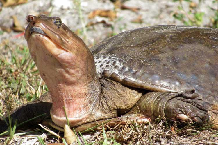 How strong is a soft shell turtle's bite? 2
