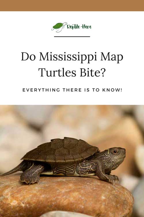 Do Mississippi Map Turtles Bite