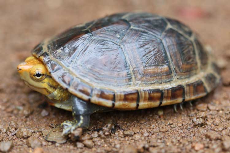 Do Mud Turtles Bite? Are They Aggressive or Friendly?