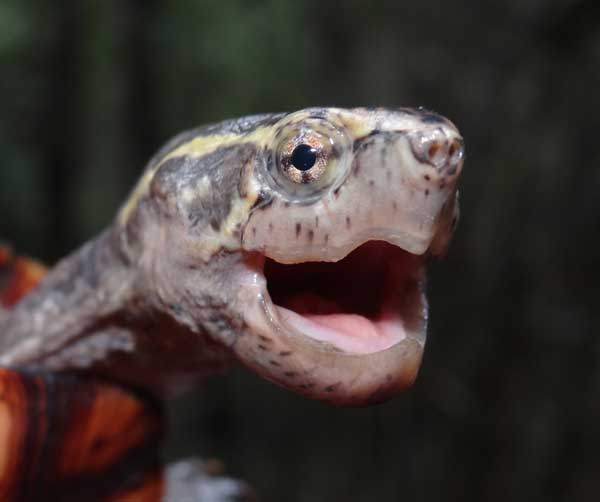 Do Mud turtles have teeth