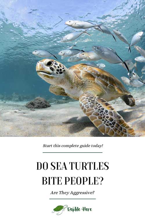 Do Sea Turtles Bite People