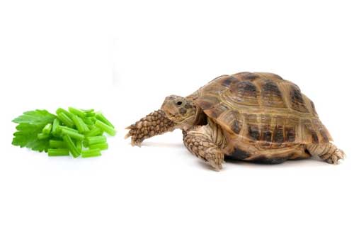 Feed Celery To Baby Turtles