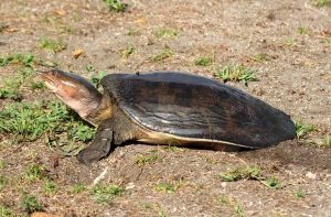 Do Florida Softshell Turtles Bite? Read If You Don’t Want Your Fingers Off!