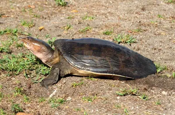 Florida Softshell Turtles Bite