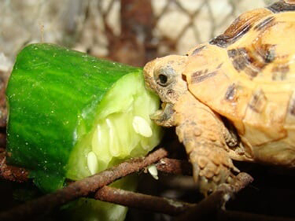 Health Benefits And Risks For Turtles Eating Pickles