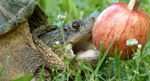 Health Benefits For Turtles Eating Apples