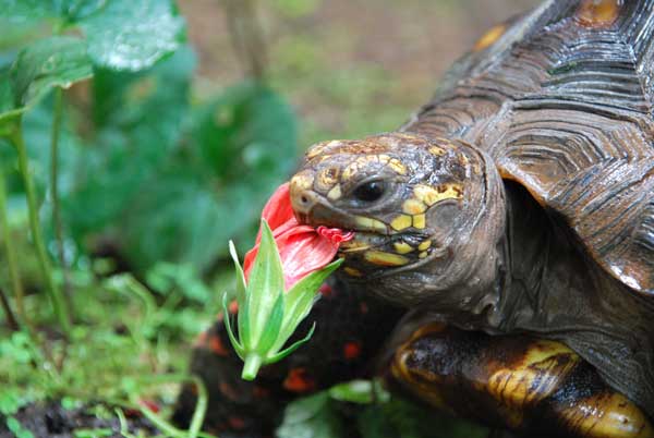 Health Benefits For Turtles Eating Basil