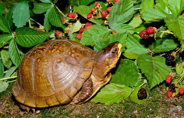 Health Benefits For Turtles Eating Blackberries