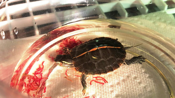 Health Benefits For Turtles Eating Bloodworms
