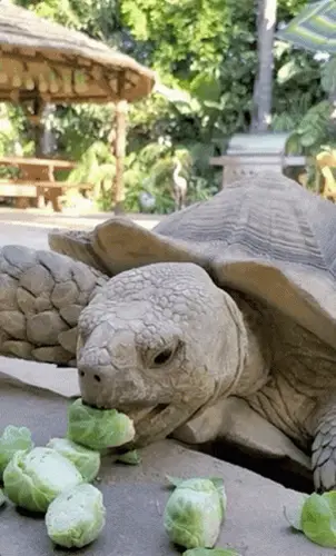 Health Benefits For Turtles Eating Brussels Sprouts