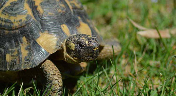 Health Benefits For Turtles Eating Cilantro