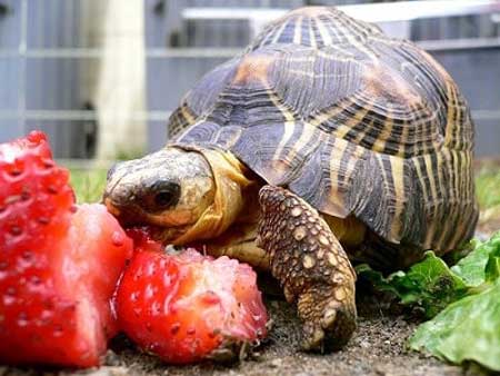 Health Benefits For Turtles Eating Fruit