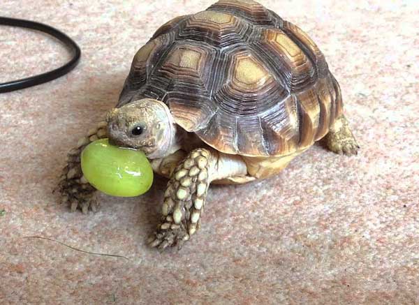Health Benefits For Turtles Eating Grapes