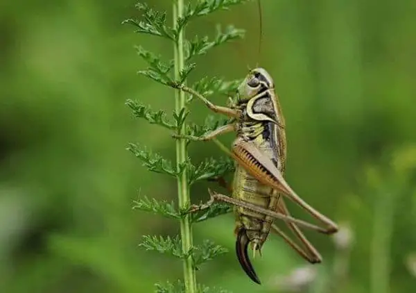 Health Benefits For Turtles Eating Grasshoppers