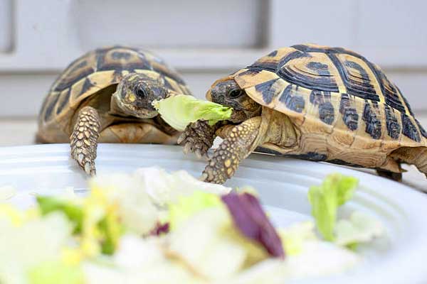 Health Benefits For Turtles Eating Lettuce