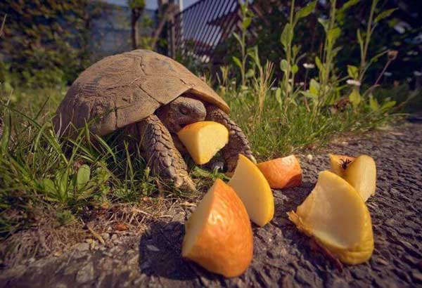 Health Benefits For Turtles Eating Oranges