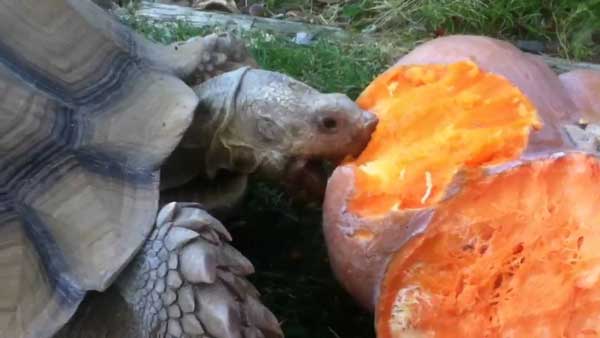 Health Benefits For Turtles Eating Pumpkin