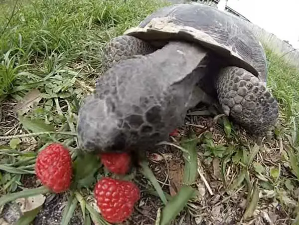 Health Benefits For Turtles Eating Raspberries