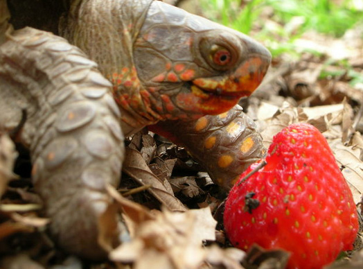 Health Benefits For Turtles Eating Strawberries
