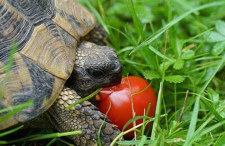 Health Benefits For Turtles Eating Tomatoes