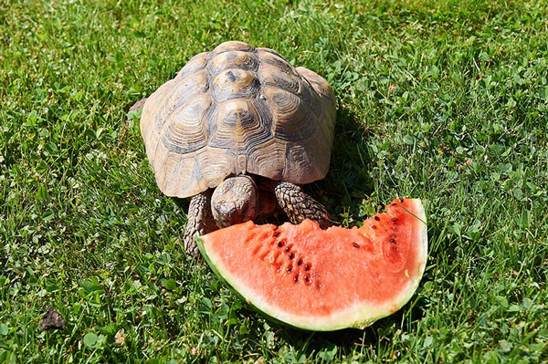 Health Benefits For Turtles Eating watermelon