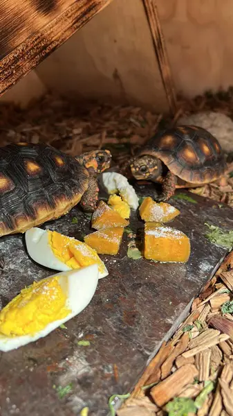 Health Benefits Of  Turtles Eating Eggs 