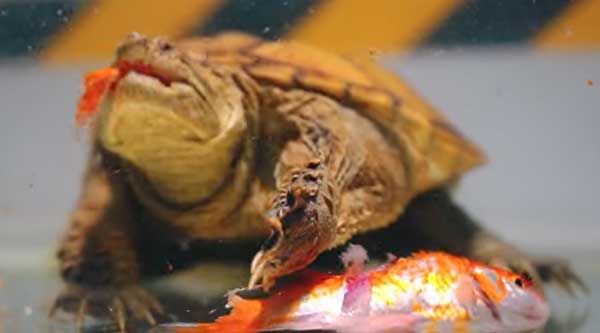 Health Benefits for Turtles Eating Goldfish