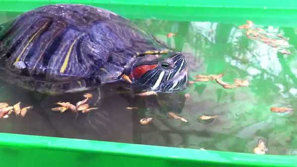 Health Benefits for Turtles Eating Shrimp