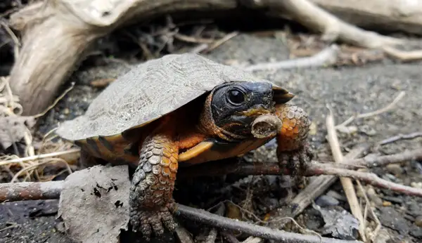 Health Benefits for Turtles Eating Snails