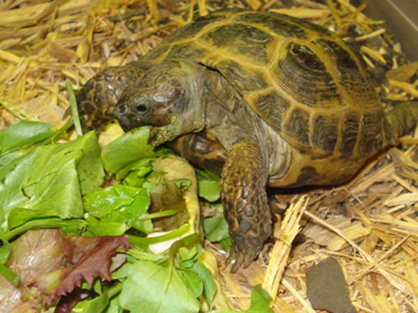 Health Benefits for Turtles Eating Spinach