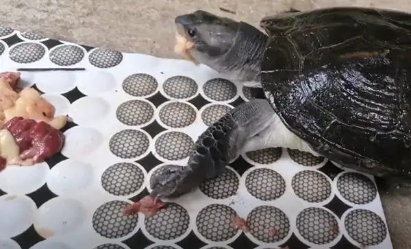 Health Risks For Turtles Eating Chicken