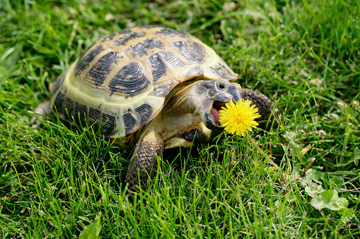 How Are Dandelions Prepared For Turtles