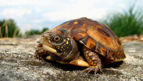 How Can You Keep Spiders Away From Pet Turtles