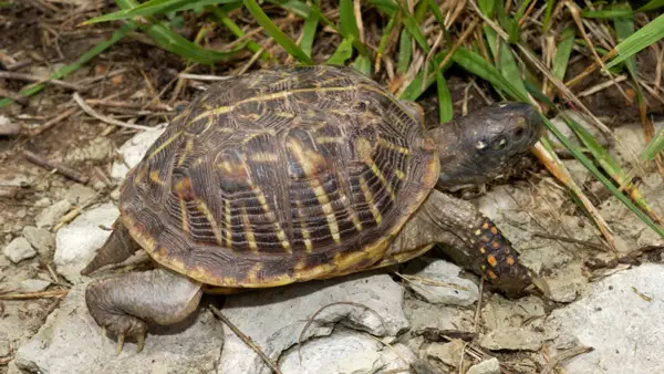 How Do You Feed Grasshoppers To Turtles