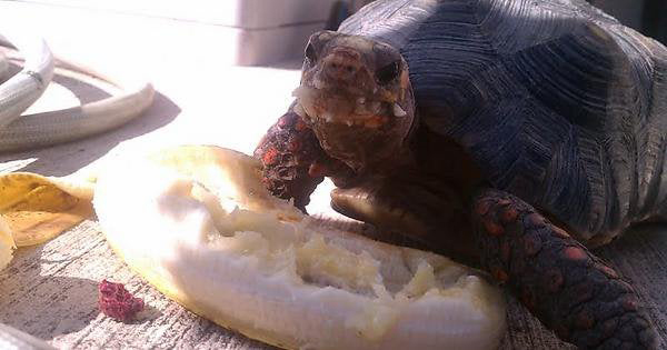 How Do You Prepare Bananas For Turtles