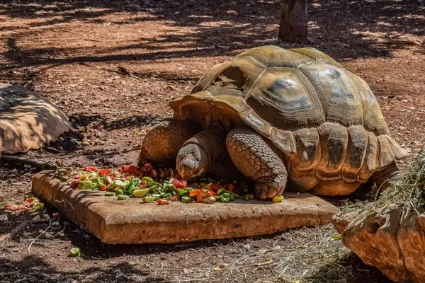 How Do You Prepare Carrots For Turtles