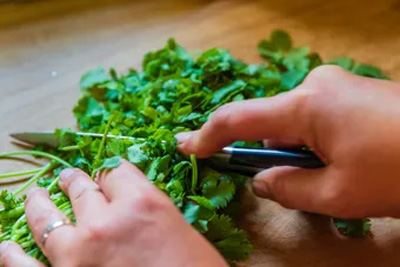 How Do You Prepare Cilantro For Turtles