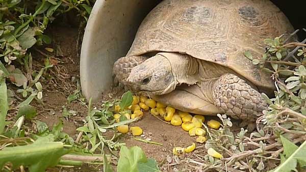 How Do You Prepare Corn For Turtles