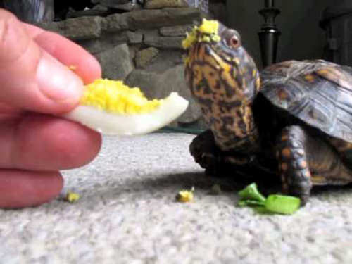 How Do You Prepare Eggs For Turtles
