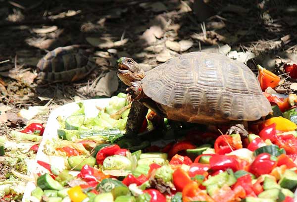 How Do You Prepare Grapes For Turtles